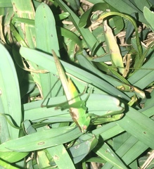 Conocephalus cinereus