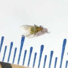 Hippoboscoidea