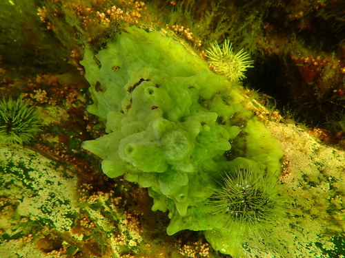 Bread-crumb Sponge
