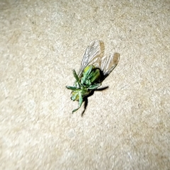 Hippoboscoidea