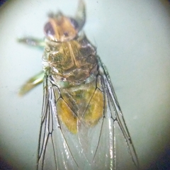 Hippoboscoidea