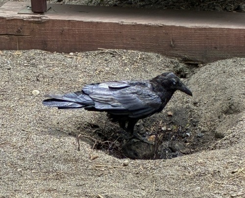 iNaturalist observation photo of Common Raven