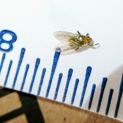 Hippoboscoidea