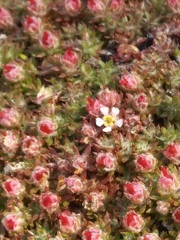 Pyxidanthera brevifolia