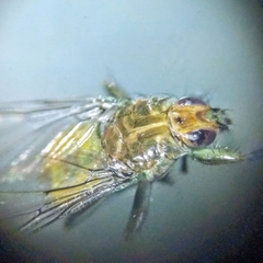 Hippoboscoidea