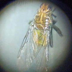 Hippoboscoidea