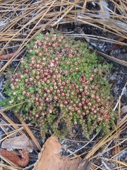 Pyxidanthera brevifolia