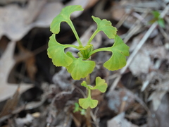 Ginkgo biloba