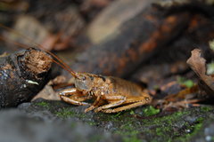 Liparoscelis pallidispina