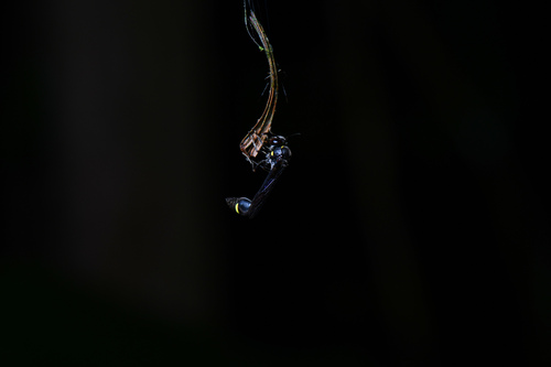 Eustenogaster nigra