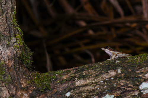 Longtoushan Large Odorous Frog