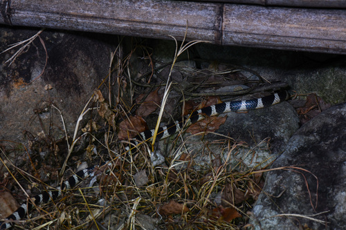 Many-banded Krait