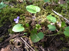 Viola howellii