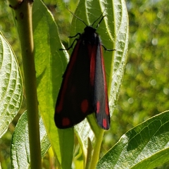 Tyria jacobaeae
