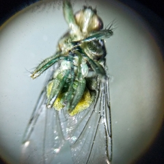 Hippoboscoidea