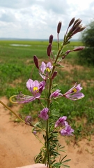 Cleome hirta