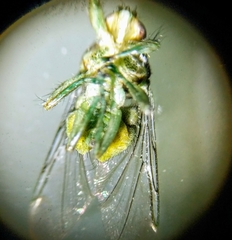 Hippoboscoidea