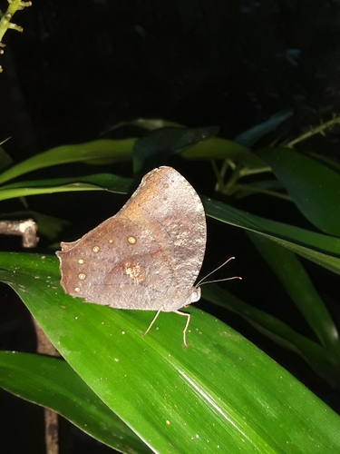 Dark Evening Brown