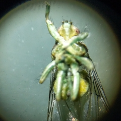 Hippoboscoidea