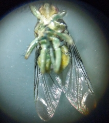 Hippoboscoidea