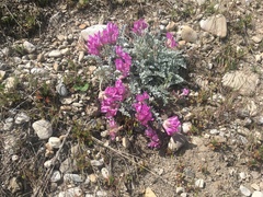 Astragalus utahensis
