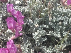 Astragalus utahensis