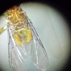 Hippoboscoidea