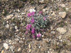 Astragalus utahensis