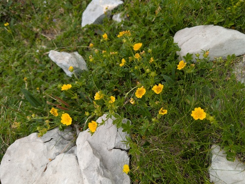 Potentilla aurea, photograph 4