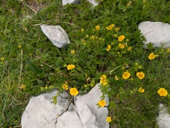 Potentilla aurea, photograph (c) Mike Noren, some rights reserved (CC BY-SA)