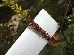 Goodyera procera