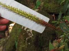 Goodyera procera