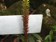 Goodyera procera
