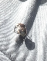 Pentatominae