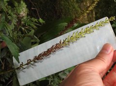 Goodyera procera