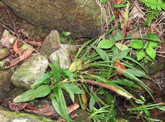 Goodyera procera