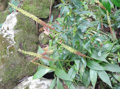 Goodyera procera