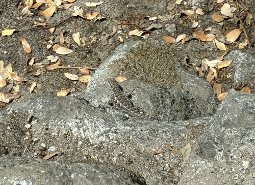 iNaturalist observation photo of Spiny Lizards