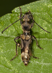 Aphysotes tubericollis