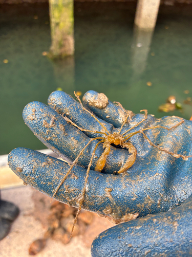 Long-legged Spider Crab, Rodgers Quay, Carrickfergus, Northern Ireland, GB, photo 10 of 10