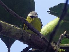 Ornithion semiflavum