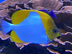 Hemitaurichthys