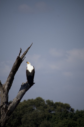 iNaturalist: (c) tylas_terrain, some rights reserved (CC BY-NC) iNaturalist image