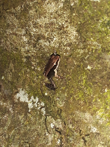 Günther's Golden-backed Frog