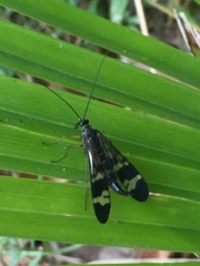 Panorpa japonica