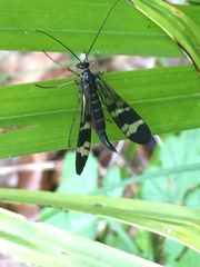 Panorpa japonica