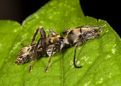 Aphysotes tubericollis