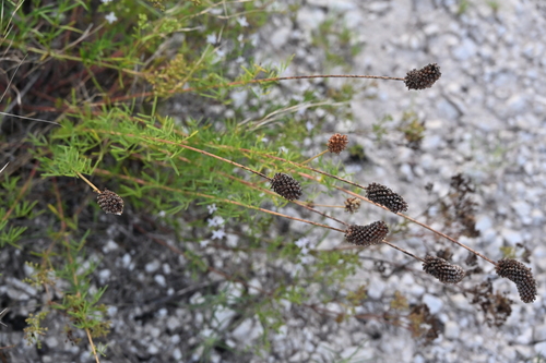 Dalea compacta, photograph 3