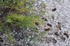 Dalea compacta, photograph author not stated, no rights reserved