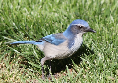 California Scrub-Jay, photo 7 of 9